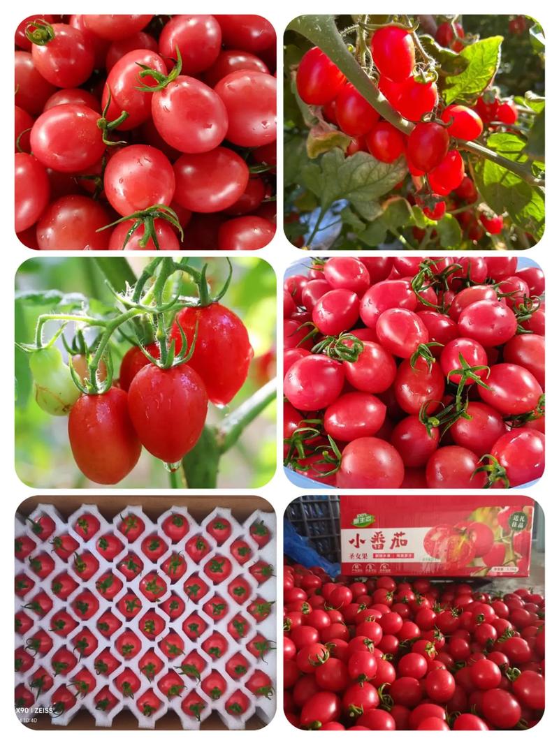 圣女果的功效与作用，女性吃圣女果的功效与作用