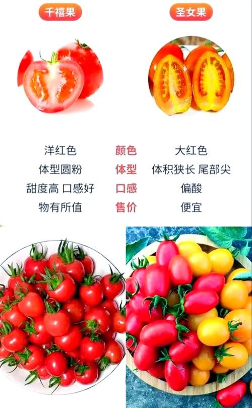 圣女果的功效与作用，女性吃圣女果的功效与作用-第5张图片-优品飞百科