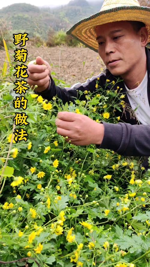 菊花茶如何制作，菊花茶怎样制作过程？-第2张图片-优品飞百科