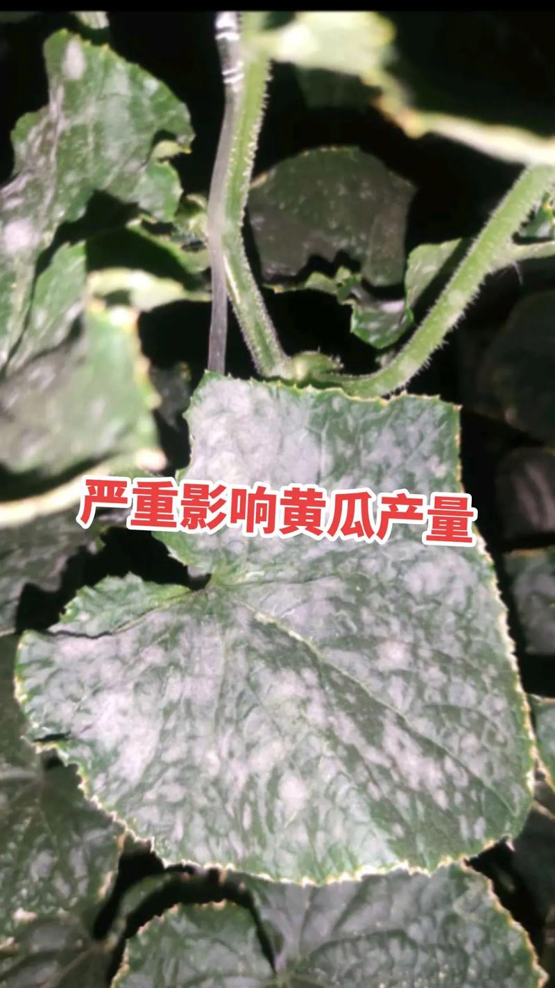黄瓜白粉病怎么治疗？黄瓜叶斑病的治疗方法？