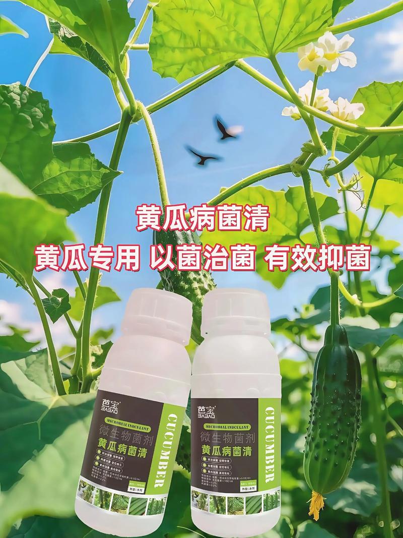 黄瓜白粉病怎么治疗？黄瓜叶斑病的治疗方法？-第4张图片-优品飞百科