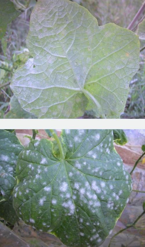 黄瓜白粉病怎么治疗？黄瓜叶斑病的治疗方法？-第5张图片-优品飞百科