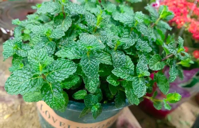 薄荷与艾草，驱虫又利身心？薄荷和艾草功效作用？