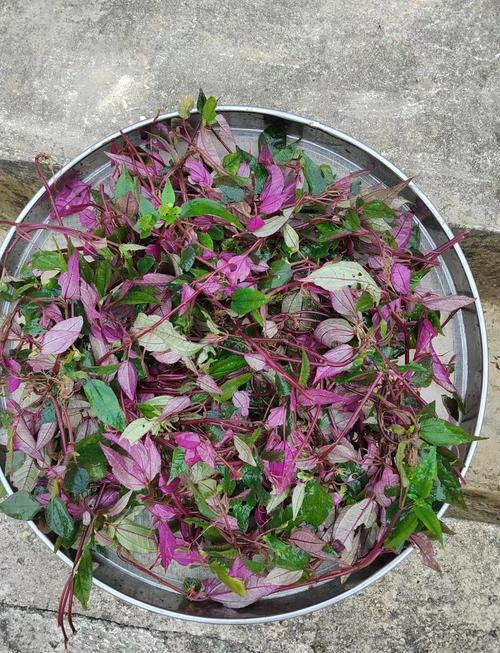 薄荷与艾草，驱虫又利身心？薄荷和艾草功效作用？-第5张图片-优品飞百科