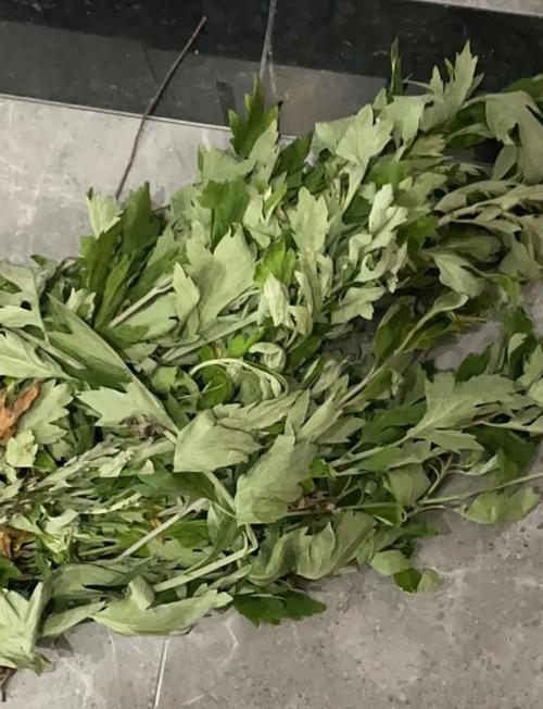 薄荷与艾草，驱虫又利身心？薄荷和艾草功效作用？-第6张图片-优品飞百科