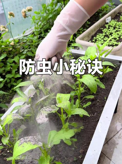 薄荷与艾草，驱虫又利身心？薄荷和艾草功效作用？-第7张图片-优品飞百科