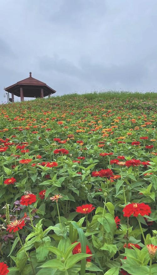 安康适合养什么花，市花和市树是什么，安康花卉市场盆景？-第2张图片-优品飞百科