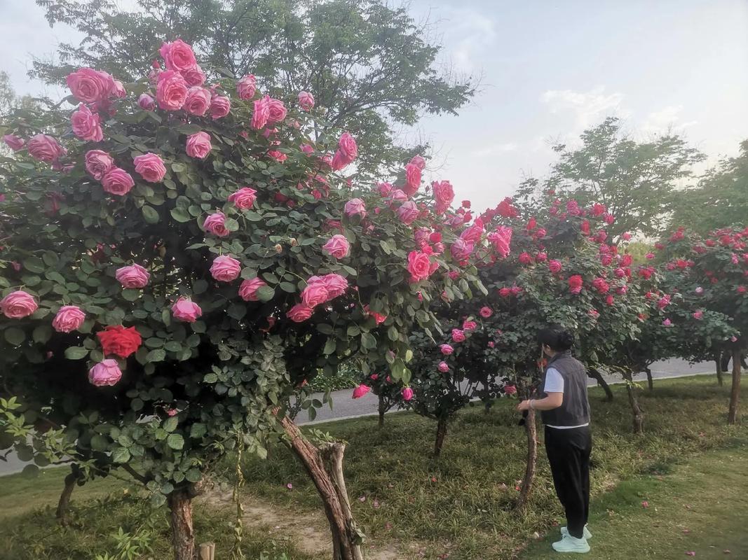 安康适合养什么花，市花和市树是什么，安康花卉市场盆景？-第3张图片-优品飞百科