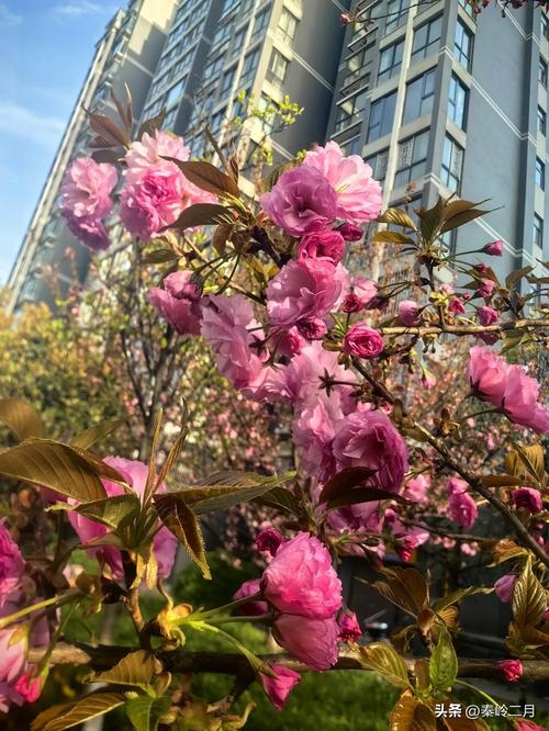 安康适合养什么花，市花和市树是什么，安康花卉市场盆景？-第4张图片-优品飞百科