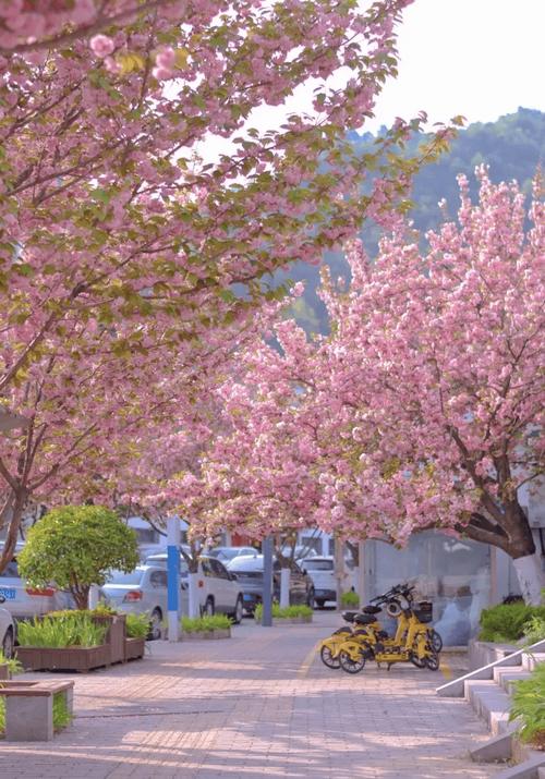 安康适合养什么花，市花和市树是什么，安康花卉市场盆景？-第5张图片-优品飞百科