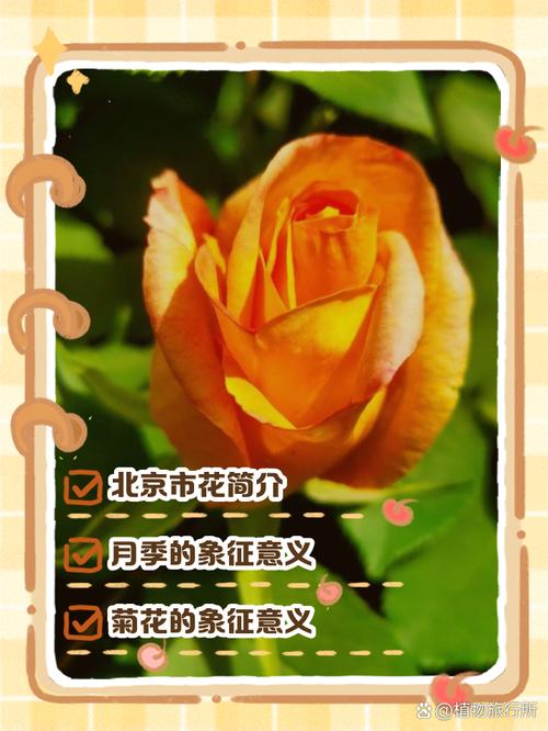 安康适合养什么花，市花和市树是什么，安康花卉市场盆景？-第6张图片-优品飞百科