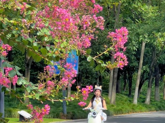 安康适合养什么花，市花和市树是什么，安康花卉市场盆景？-第8张图片-优品飞百科