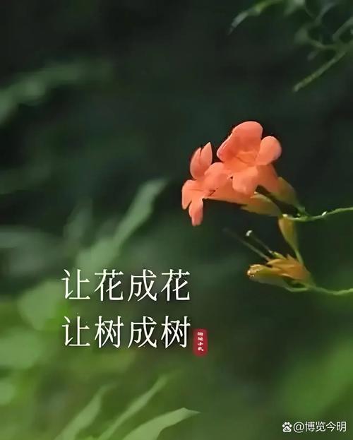 君子兰能晒太阳吗，君子兰喜阴还是喜阳，君子兰能晒太阳吗?注意事项君子