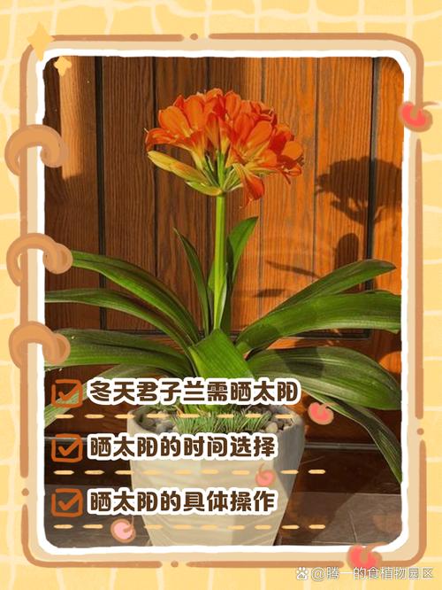 君子兰能晒太阳吗,君子兰喜阴还是喜阳,君子兰能晒太阳吗?注意事项君子-第2张图片-优品飞百科 君子兰能晒太阳吗,君子兰喜阴还是喜阳,君子兰能晒太阳吗?注意事项君子-第2张图片-优品飞百科