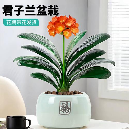 君子兰能晒太阳吗,君子兰喜阴还是喜阳,君子兰能晒太阳吗?注意事项君子-第3张图片-优品飞百科 君子兰能晒太阳吗,君子兰喜阴还是喜阳,君子兰能晒太阳吗?注意事项君子-第3张图片-优品飞百科