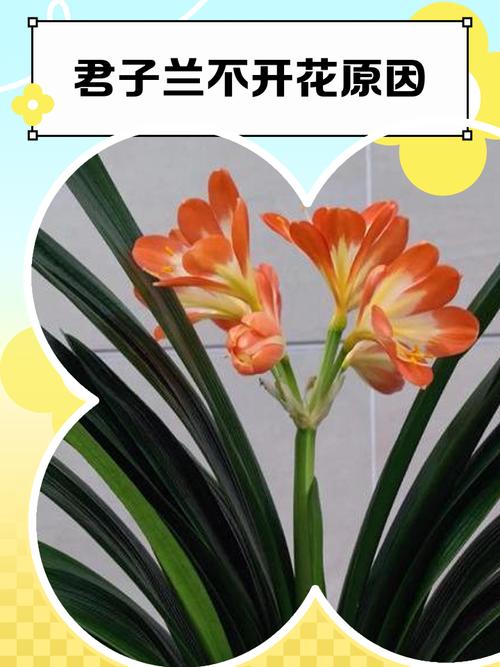 君子兰能晒太阳吗,君子兰喜阴还是喜阳,君子兰能晒太阳吗?注意事项君子-第4张图片-优品飞百科 君子兰能晒太阳吗,君子兰喜阴还是喜阳,君子兰能晒太阳吗?注意事项君子-第4张图片-优品飞百科