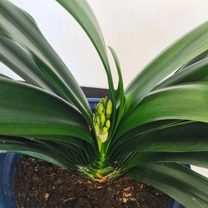 君子兰能晒太阳吗,君子兰喜阴还是喜阳,君子兰能晒太阳吗?注意事项君子-第5张图片-优品飞百科 君子兰能晒太阳吗,君子兰喜阴还是喜阳,君子兰能晒太阳吗?注意事项君子-第5张图片-优品飞百科