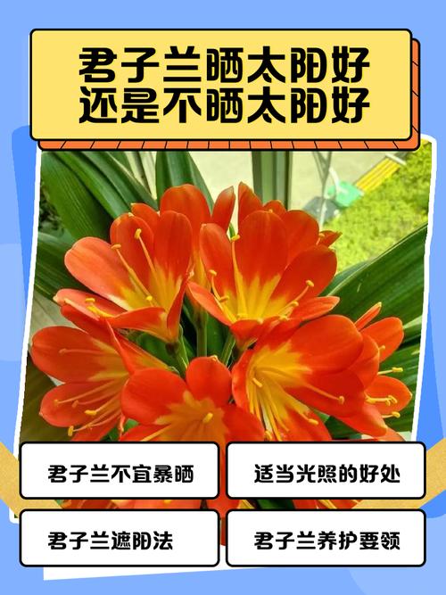 君子兰能晒太阳吗,君子兰喜阴还是喜阳,君子兰能晒太阳吗?注意事项君子-第6张图片-优品飞百科 君子兰能晒太阳吗,君子兰喜阴还是喜阳,君子兰能晒太阳吗?注意事项君子-第6张图片-优品飞百科