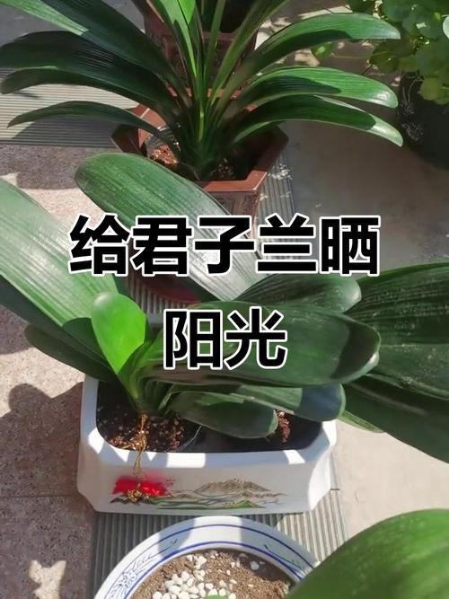 君子兰能晒太阳吗,君子兰喜阴还是喜阳,君子兰能晒太阳吗?注意事项君子-第7张图片-优品飞百科 君子兰能晒太阳吗,君子兰喜阴还是喜阳,君子兰能晒太阳吗?注意事项君子-第7张图片-优品飞百科