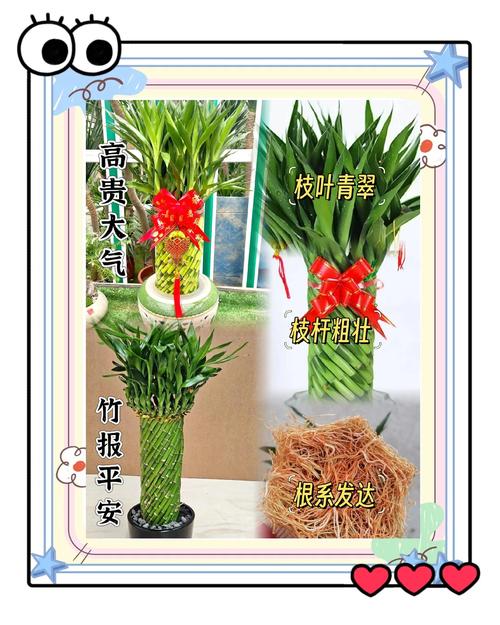 转运竹一般养几根，转运竹一般养几支？-第1张图片-优品飞百科