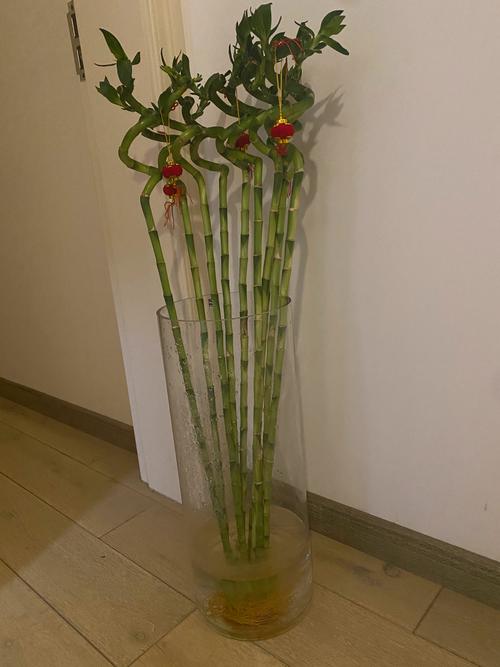 转运竹一般养几根，转运竹一般养几支？-第2张图片-优品飞百科