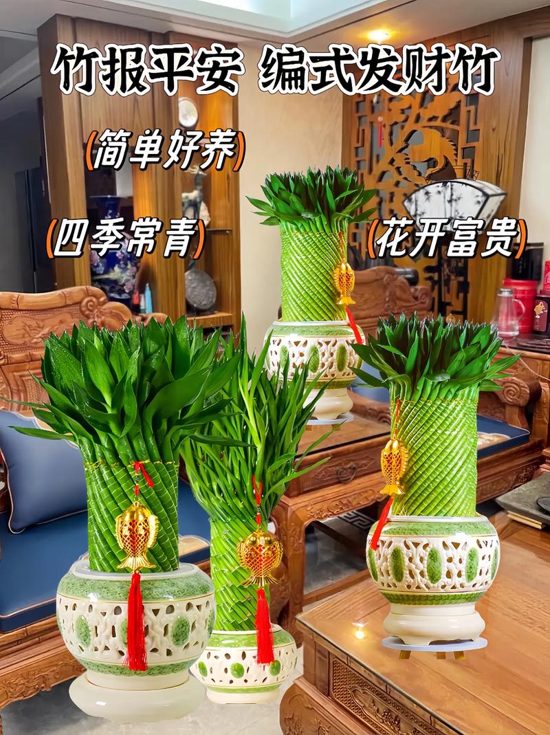 转运竹一般养几根，转运竹一般养几支？-第3张图片-优品飞百科