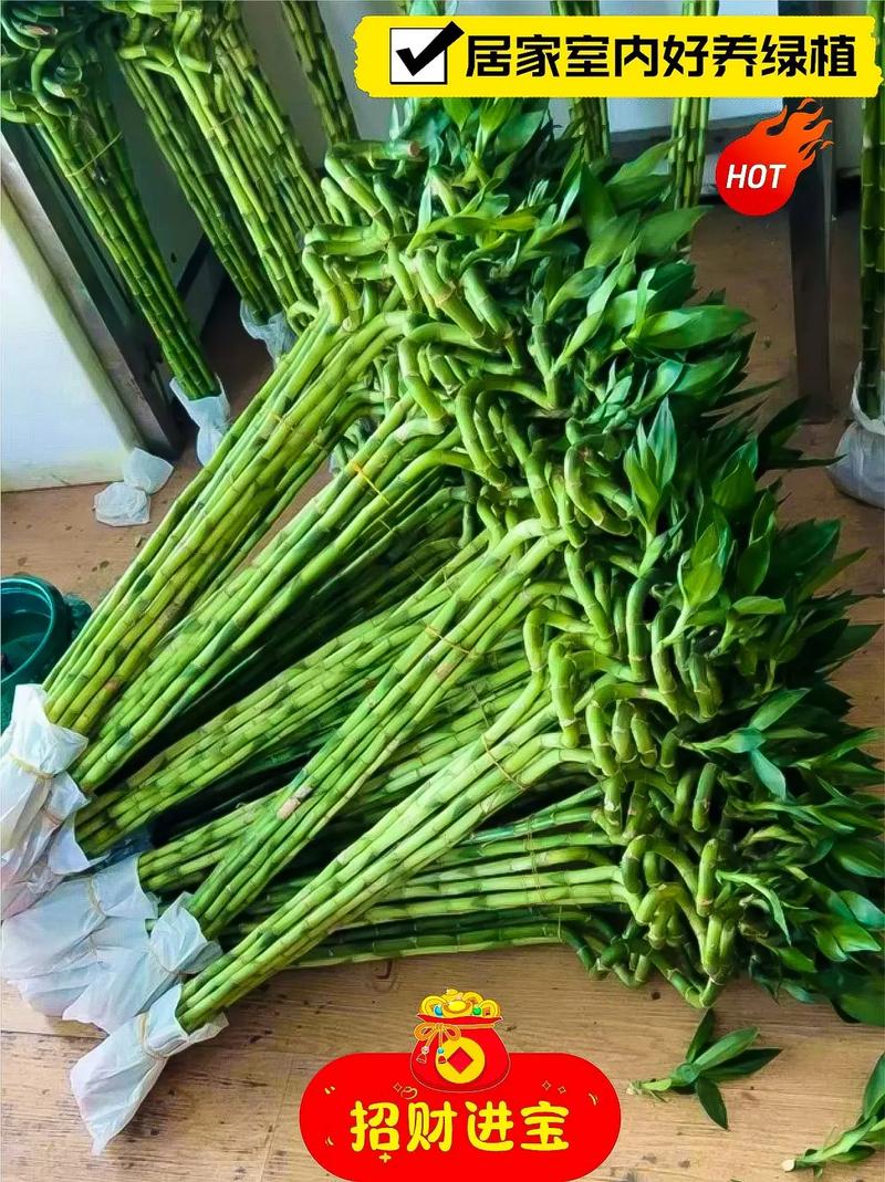 转运竹一般养几根，转运竹一般养几支？-第4张图片-优品飞百科