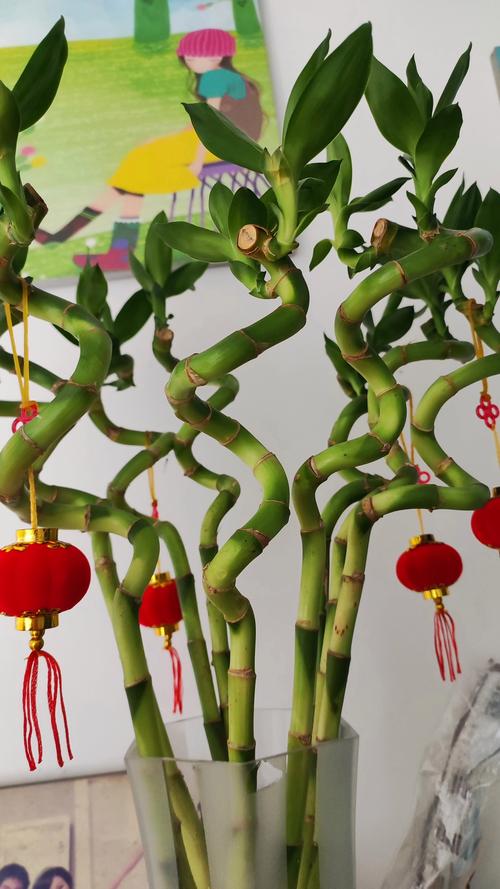 转运竹一般养几根，转运竹一般养几支？-第5张图片-优品飞百科