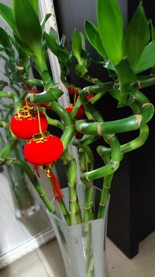 转运竹一般养几根，转运竹一般养几支？-第6张图片-优品飞百科