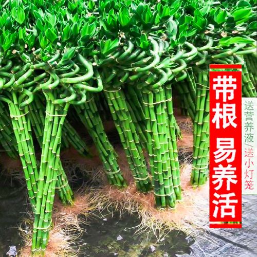 转运竹一般养几根，转运竹一般养几支？-第7张图片-优品飞百科