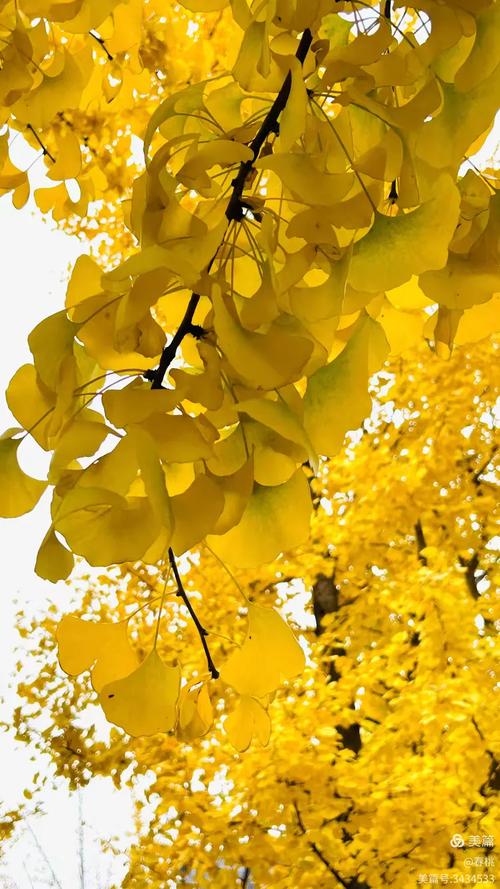 韶关南雄银杏几月份看比较好，几月有黄叶看？2021南雄银杏最佳观赏时间？