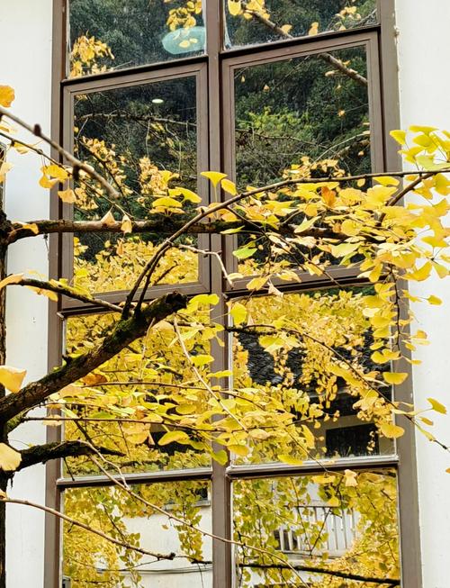 韶关南雄银杏几月份看比较好，几月有黄叶看？2021南雄银杏最佳观赏时间？-第2张图片-优品飞百科