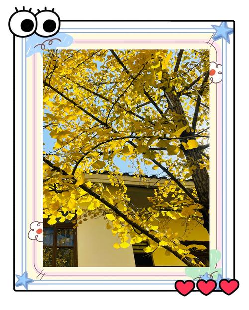 韶关南雄银杏几月份看比较好，几月有黄叶看？2021南雄银杏最佳观赏时间？-第3张图片-优品飞百科