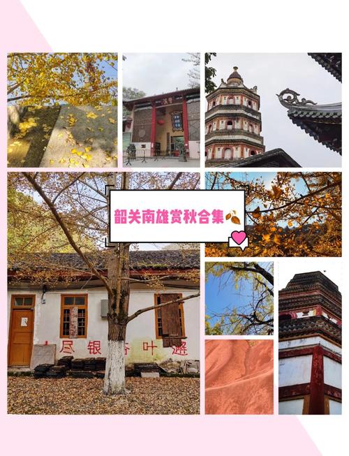 韶关南雄银杏几月份看比较好，几月有黄叶看？2021南雄银杏最佳观赏时间？-第4张图片-优品飞百科