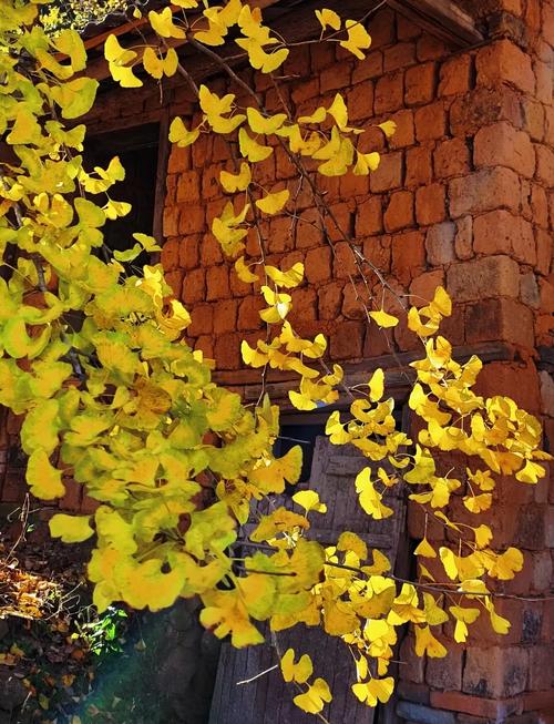 韶关南雄银杏几月份看比较好，几月有黄叶看？2021南雄银杏最佳观赏时间？-第5张图片-优品飞百科