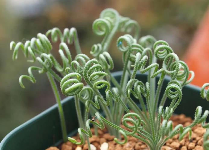 弹簧草的花语和寓意，适合送给什么人，弹簧草花语和风水