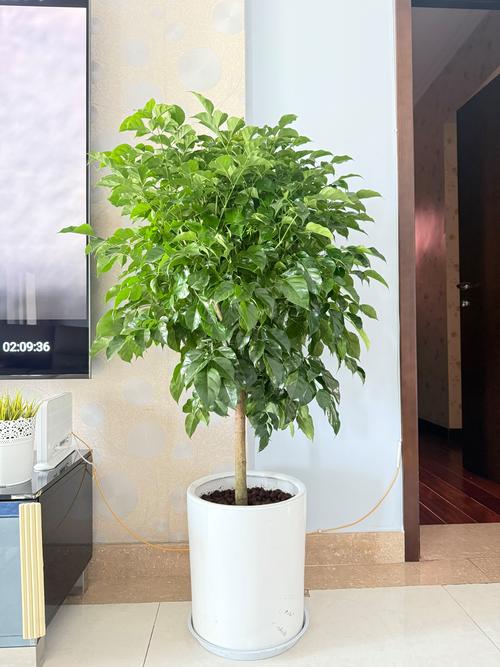 弹簧草的花语和寓意，适合送给什么人，弹簧草花语和风水-第2张图片-优品飞百科