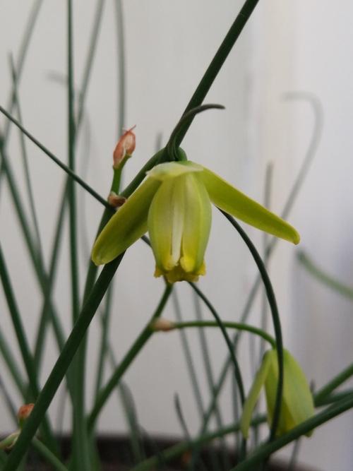 弹簧草的花语和寓意，适合送给什么人，弹簧草花语和风水-第4张图片-优品飞百科