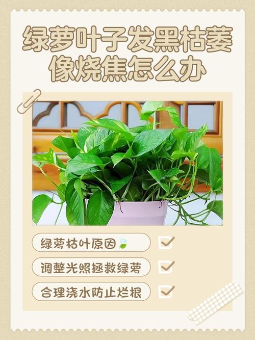 误食绿萝叶子会中毒吗，误食绿萝叶子有毒吗