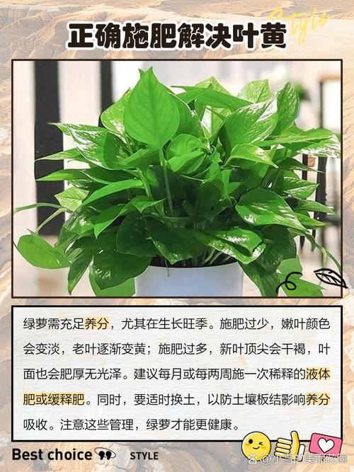 误食绿萝叶子会中毒吗，误食绿萝叶子有毒吗-第2张图片-优品飞百科