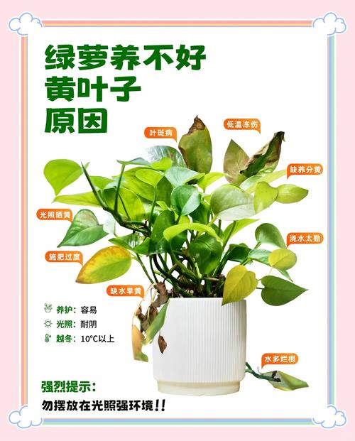 误食绿萝叶子会中毒吗，误食绿萝叶子有毒吗-第3张图片-优品飞百科