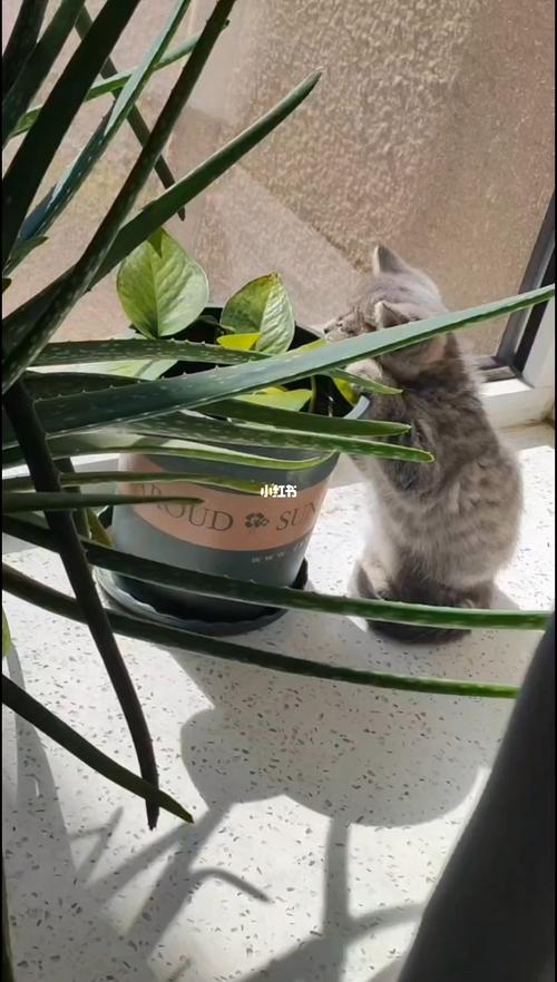 误食绿萝叶子会中毒吗，误食绿萝叶子有毒吗-第5张图片-优品飞百科