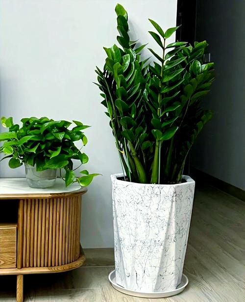 客厅养什么花好旺财又容易养，客厅养什么花好旺财又容易养能过冬