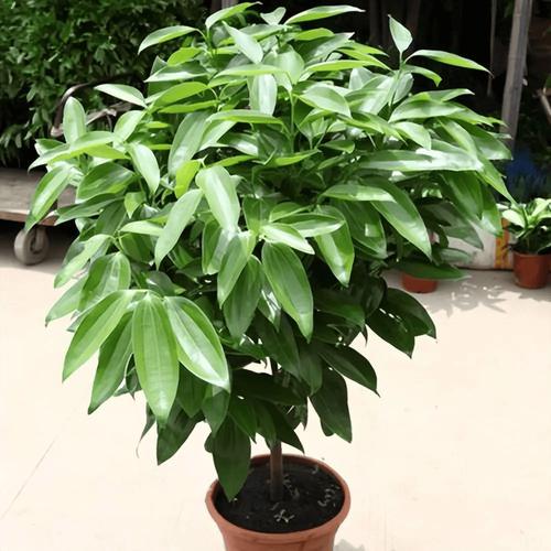 客厅养什么花好旺财又容易养，客厅养什么花好旺财又容易养能过冬-第3张图片-优品飞百科