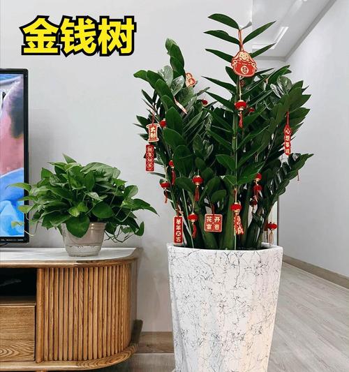 客厅养什么花好旺财又容易养，客厅养什么花好旺财又容易养能过冬-第4张图片-优品飞百科