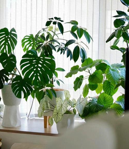 客厅养什么花好旺财又容易养，客厅养什么花好旺财又容易养能过冬-第5张图片-优品飞百科