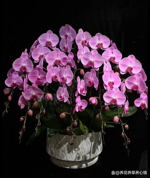 客厅养什么花好旺财又容易养，客厅养什么花好旺财又容易养能过冬-第6张图片-优品飞百科