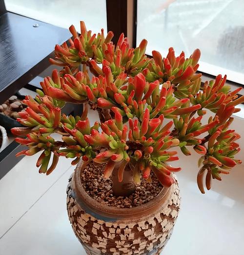 客厅养什么花好旺财又容易养，客厅养什么花好旺财又容易养能过冬-第7张图片-优品飞百科