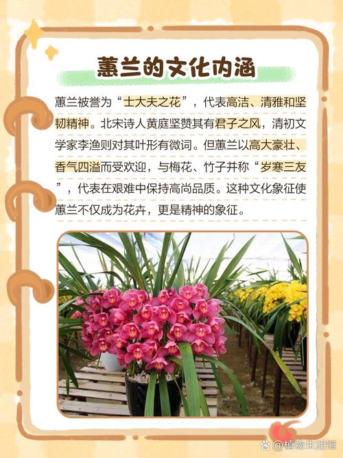 蕙兰的花语和象征意义，蕙兰花的寓意象征