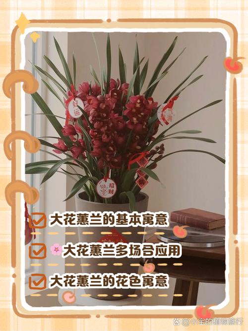 蕙兰的花语和象征意义，蕙兰花的寓意象征-第2张图片-优品飞百科